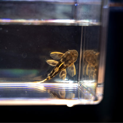 L-025 Scarlet Cactus Pleco Juvenile – Pseudacanthicus Pirarara