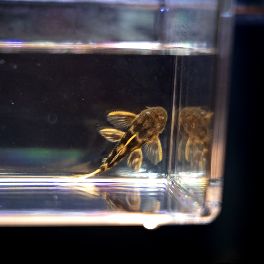 L-025 Scarlet Cactus Pleco Juvenile – Pseudacanthicus Pirarara