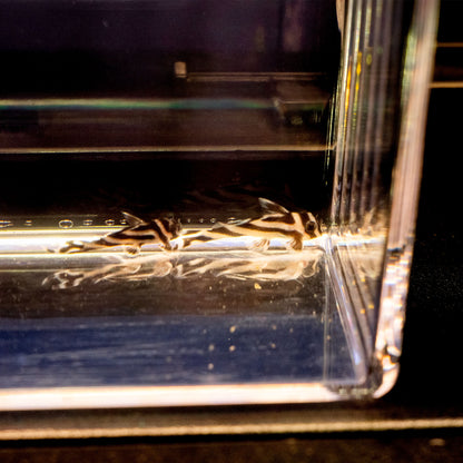 L-046 Zebra Pleco Juvenile - Hypancistrus zebra