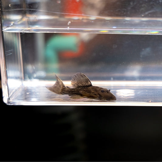 L-380 Cactus Pleco Juvenile – Pseudacanthicus sp. L380