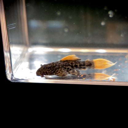L-600 Leopard Cactus Pleco Juvenile – Pseudacanthicus leopardus