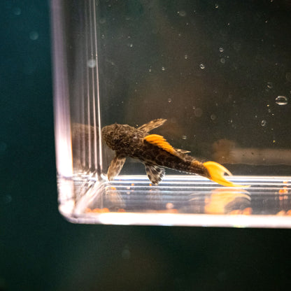L-600 Leopard Cactus Pleco Juvenile – Pseudacanthicus leopardus