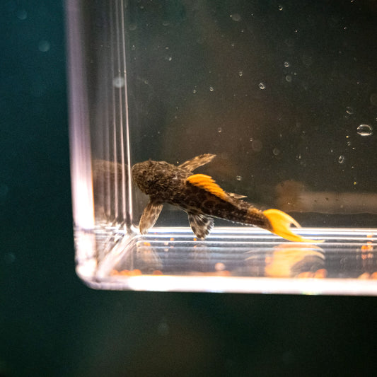 L-600 Leopard Cactus Pleco Juvenile – Pseudacanthicus leopardus