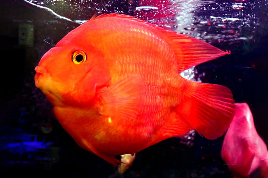 Red Ingot Parrot