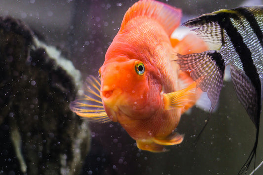 Blood Parrot Cichlid