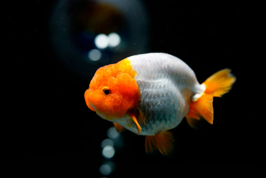 Ranchu Goldfish 4 inch