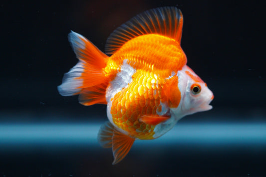 Ryukin Goldfish