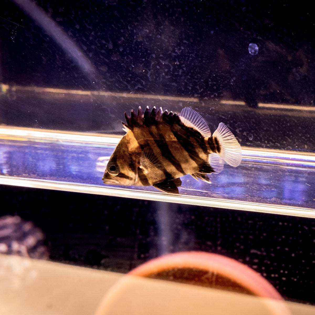 Indonesian Tiger Datnoid Juvenile – Datnioides microlepis