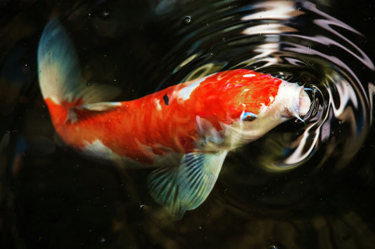 Taisho Sanke Koi 大正三色
