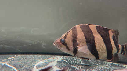 Premium 3-Bar Indonesian Tiger Datnoid (IT), D.microlepis, Adult Size 35cm/13.8in, #RJIT3B30002