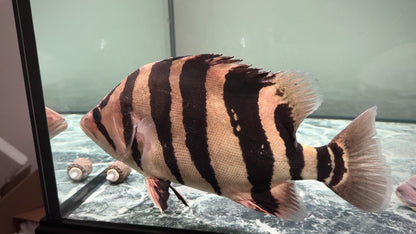 Premium 4-Bar Indonesian Tiger Datnoid (IT), D.microlepis, Adult Size 35cm/13.8in, #RJIT4B30002