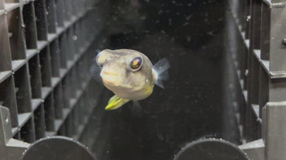 Cross River Red Spot Puffer – Tetraodon pustulatus, 3IN