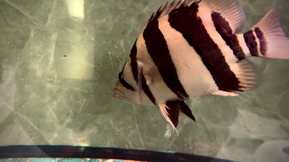 Premium 3-Bar Indonesian Tiger Datnoid (IT), D.microlepis, Adult Size 30cm/12in, #RJIT3B30001