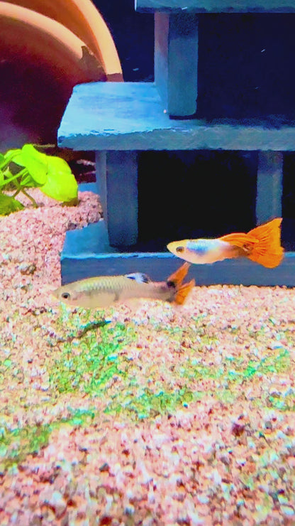 Japan Blue Red Tail Guppy – Poecilia reticulata