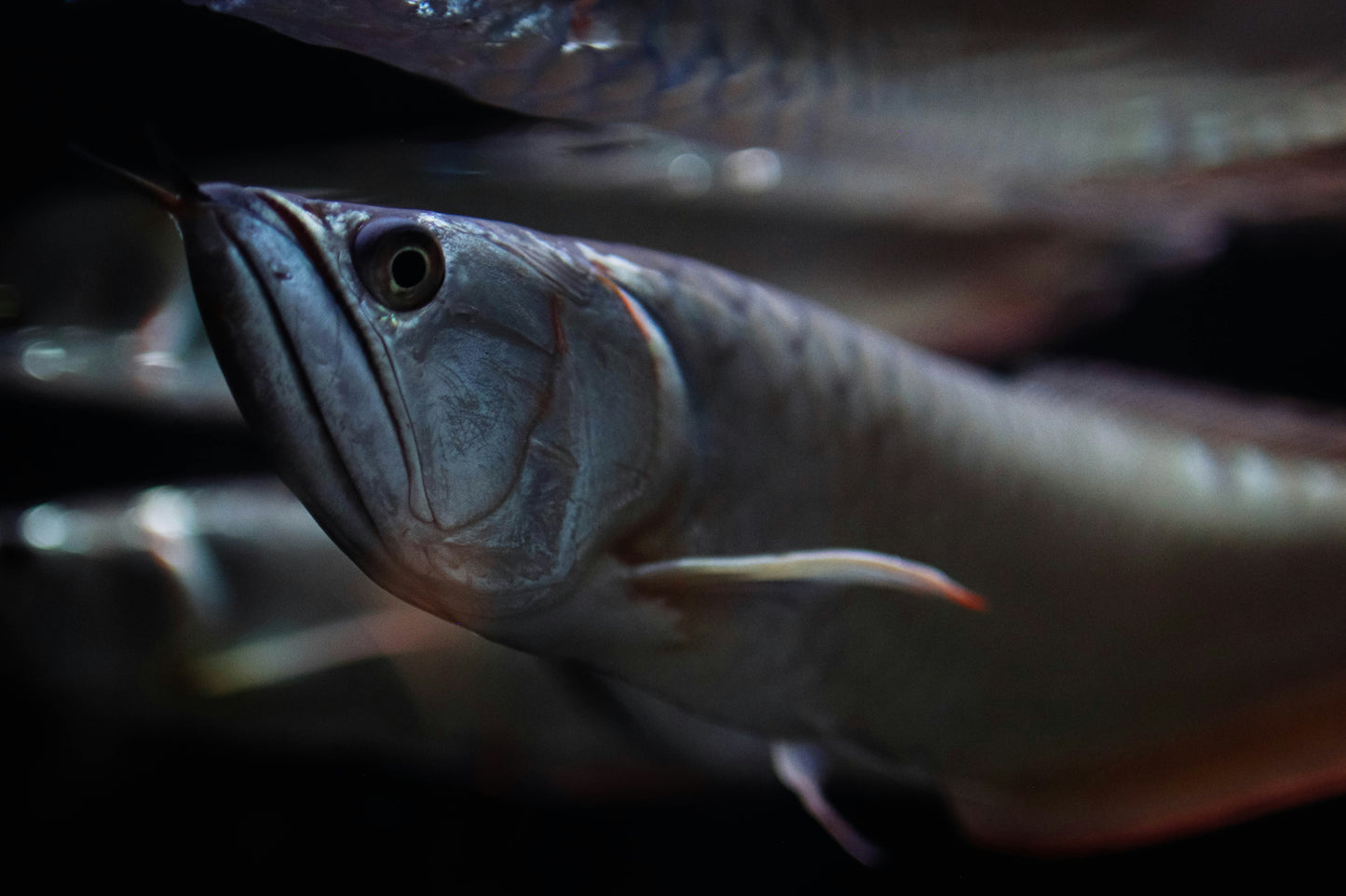 Silver Arowana