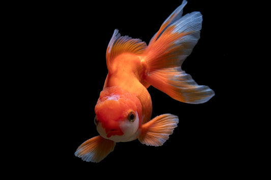 Thai Oranda Goldfish Red & Orange
